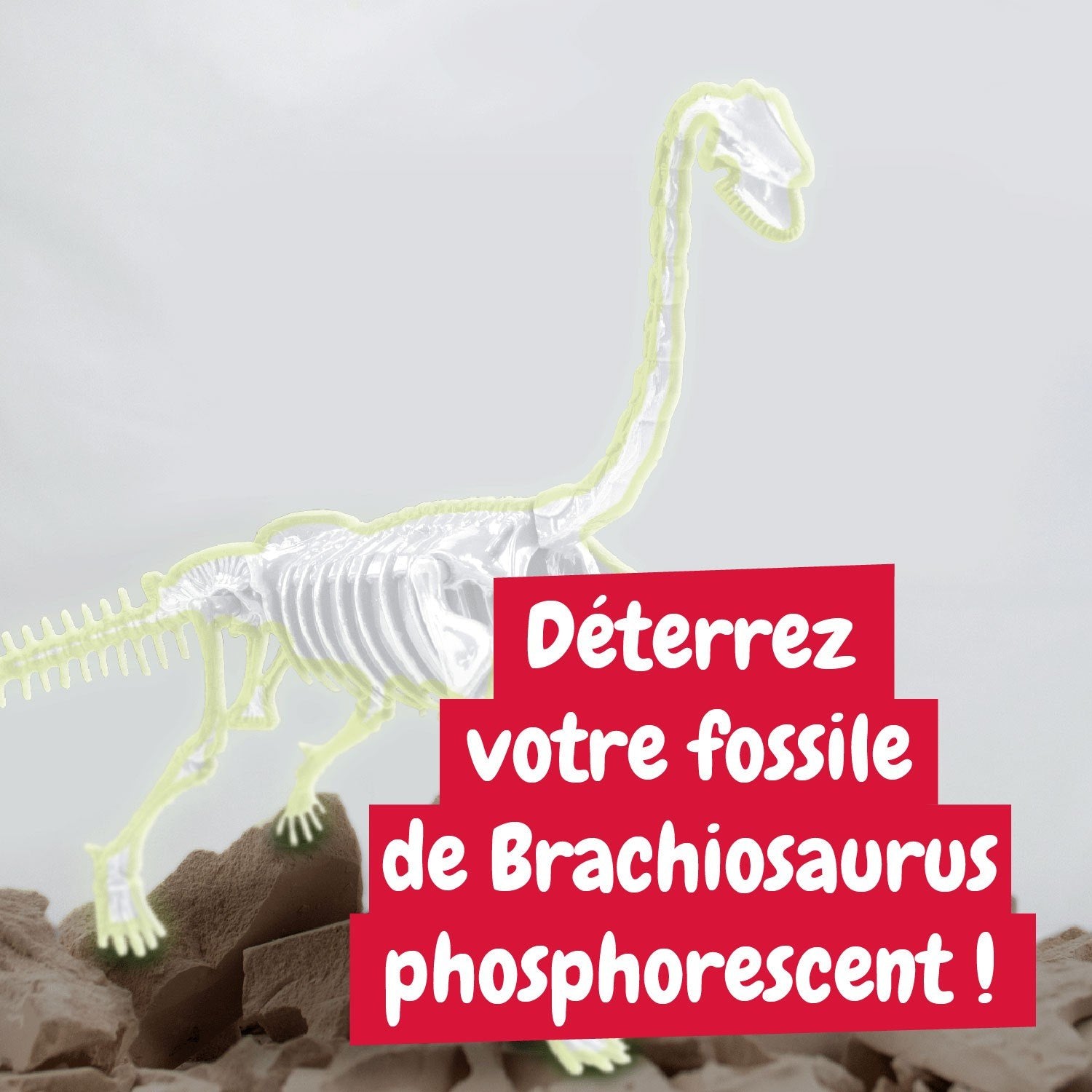 Les fouilles de fossiles brillent dans l'obscurité - Brachiosaurus